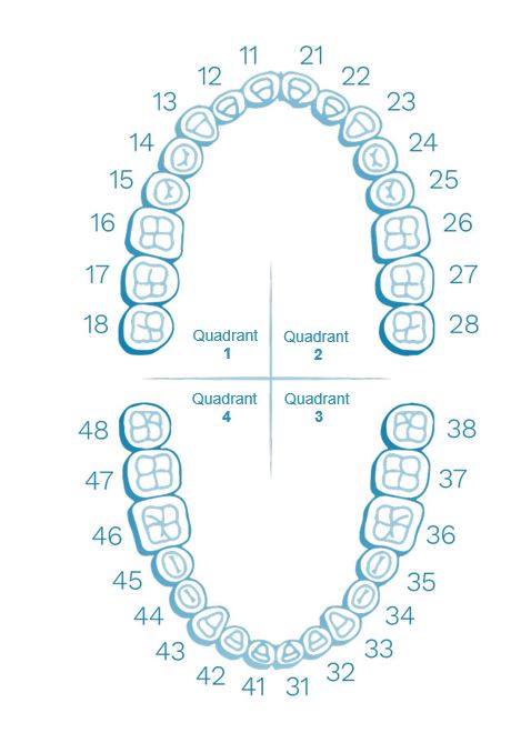 Dental chart showing tooth numbering system.